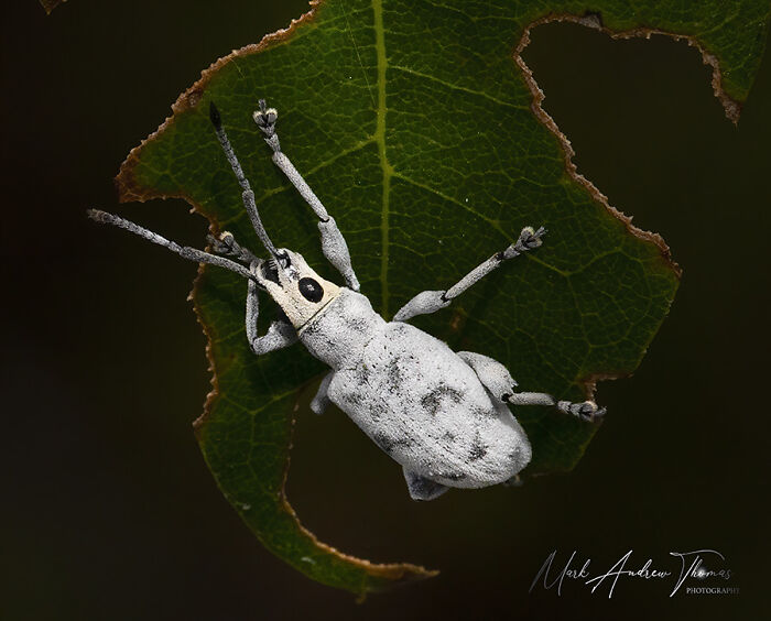 “An Amazing World Right Under Your Nose”: 24 Pictures Of Nature That I Took With A Macro Lens “An Amazing World Right Under Your Nose”: 24 Pictures Of Nature That I Took With A Macro Lens