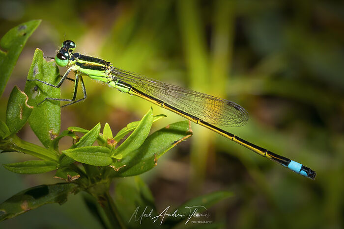 “An Amazing World Right Under Your Nose”: 24 Pictures Of Nature That I Took With A Macro Lens “An Amazing World Right Under Your Nose”: 24 Pictures Of Nature That I Took With A Macro Lens