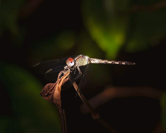 “An Amazing World Right Under Your Nose”: 24 Pictures Of Nature That I Took With A Macro Lens “An Amazing World Right Under Your Nose”: 24 Pictures Of Nature That I Took With A Macro Lens