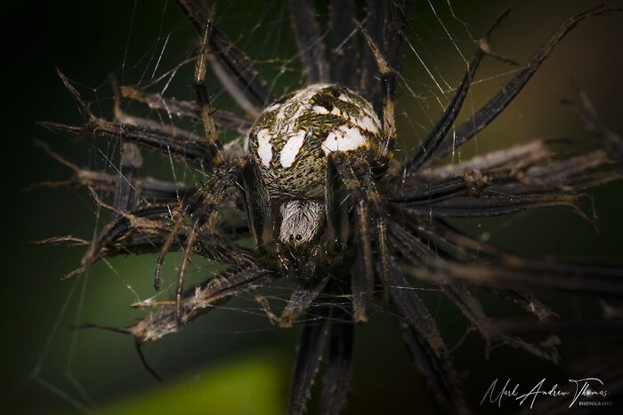 “An Amazing World Right Under Your Nose”: 24 Pictures Of Nature That I Took With A Macro Lens “An Amazing World Right Under Your Nose”: 24 Pictures Of Nature That I Took With A Macro Lens