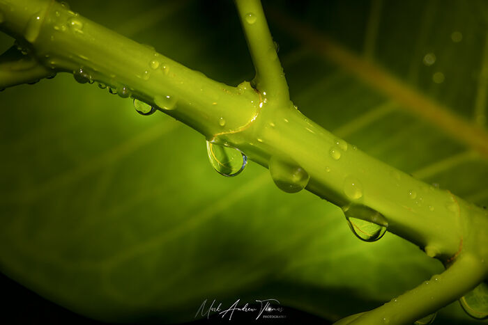“An Amazing World Right Under Your Nose”: 24 Pictures Of Nature That I Took With A Macro Lens “An Amazing World Right Under Your Nose”: 24 Pictures Of Nature That I Took With A Macro Lens