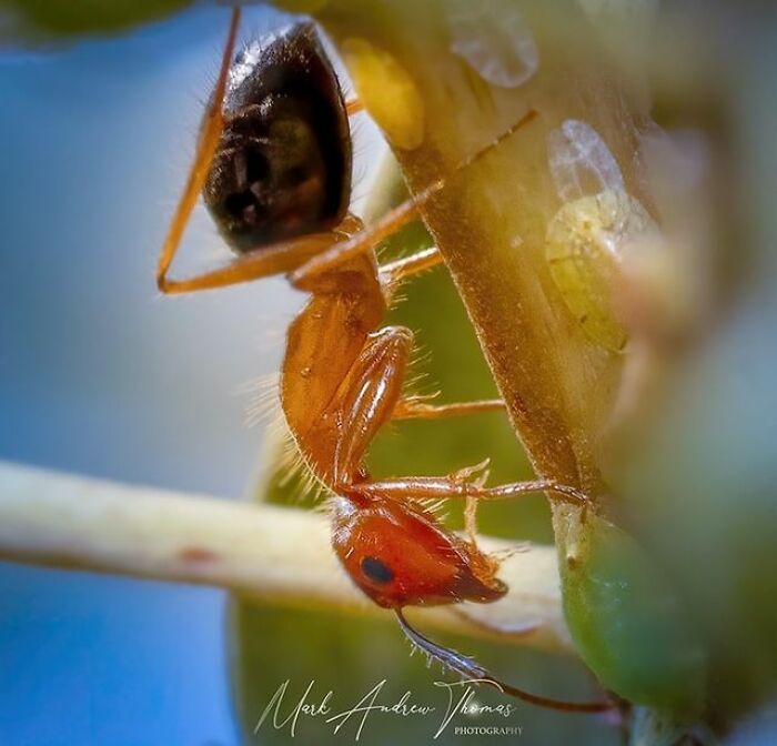 “An Amazing World Right Under Your Nose”: 24 Pictures Of Nature That I Took With A Macro Lens “An Amazing World Right Under Your Nose”: 24 Pictures Of Nature That I Took With A Macro Lens