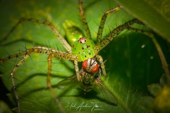 “An Amazing World Right Under Your Nose”: 24 Pictures Of Nature That I Took With A Macro Lens “An Amazing World Right Under Your Nose”: 24 Pictures Of Nature That I Took With A Macro Lens