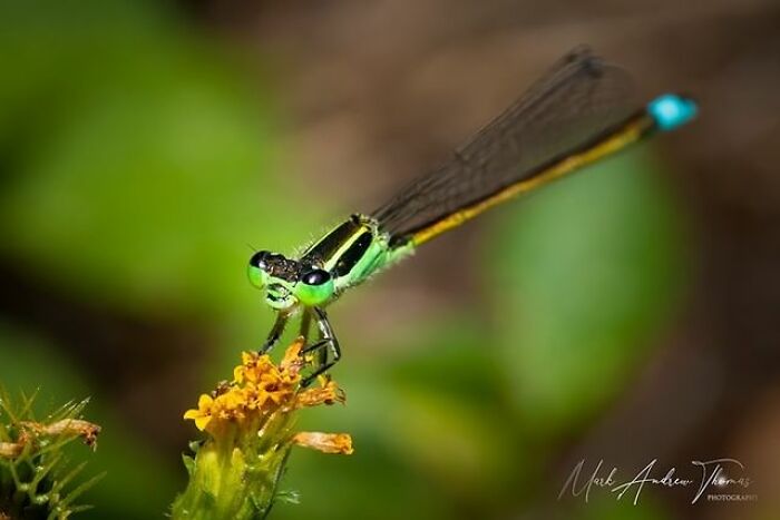 “An Amazing World Right Under Your Nose”: 24 Pictures Of Nature That I Took With A Macro Lens “An Amazing World Right Under Your Nose”: 24 Pictures Of Nature That I Took With A Macro Lens
