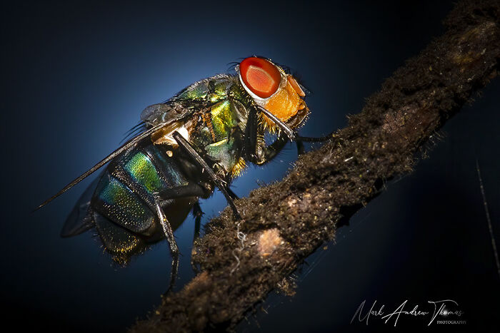 “An Amazing World Right Under Your Nose”: 24 Pictures Of Nature That I Took With A Macro Lens “An Amazing World Right Under Your Nose”: 24 Pictures Of Nature That I Took With A Macro Lens