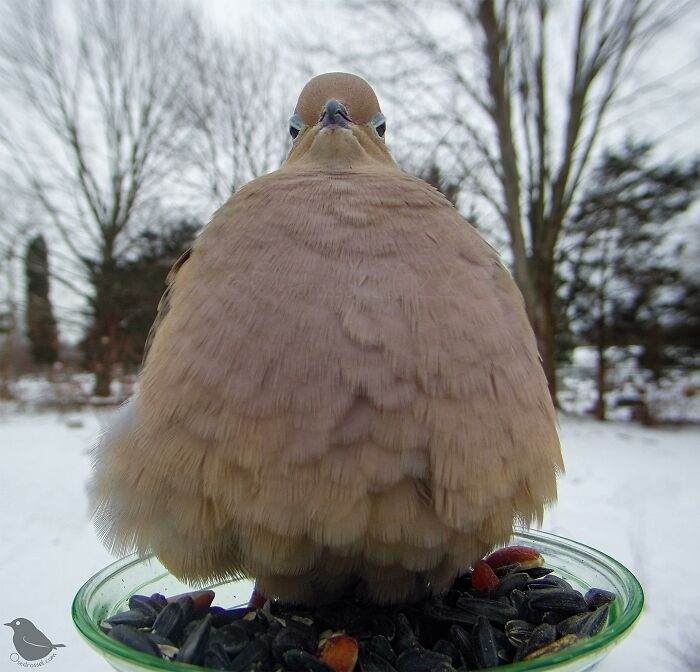 Woman Puts Camera On Bird Feeder In Her Yard, Here Is What It Has Caught (50 New Pics)