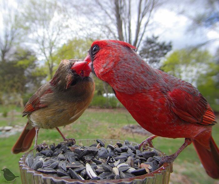 Woman Puts Camera On Bird Feeder In Her Yard, Here Is What It Has Caught (50 New Pics)