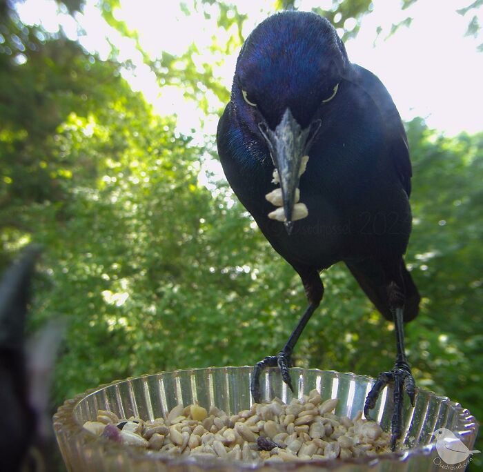 Woman Puts Camera On Bird Feeder In Her Yard, Here Is What It Has Caught (50 New Pics)