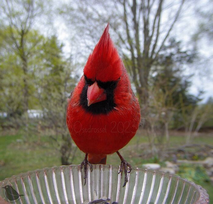 Woman Puts Camera On Bird Feeder In Her Yard, Here Is What It Has Caught (50 New Pics)