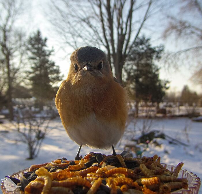 Woman Puts Camera On Bird Feeder In Her Yard, Here Is What It Has Caught (50 New Pics)
