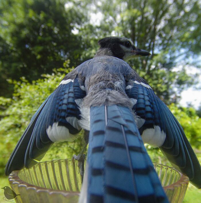 Woman Puts Camera On Bird Feeder In Her Yard, Here Is What It Has Caught (50 New Pics)