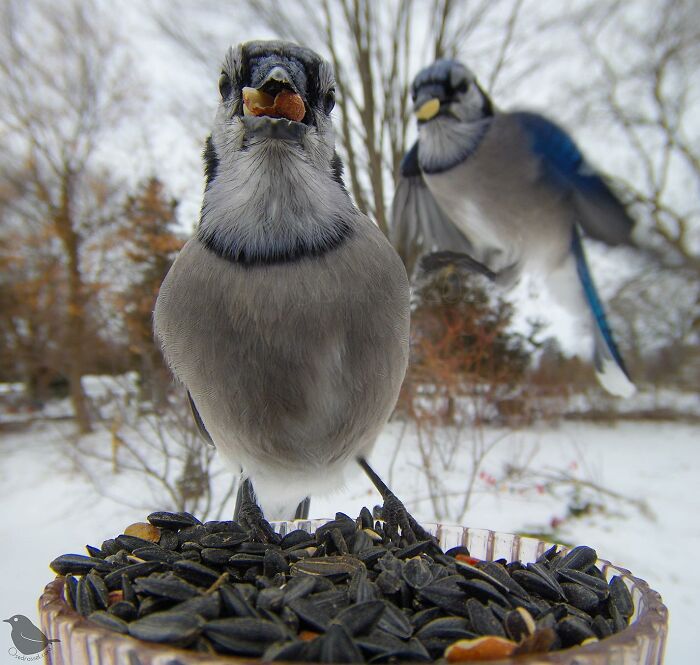 Woman Puts Camera On Bird Feeder In Her Yard, Here Is What It Has Caught (50 New Pics)