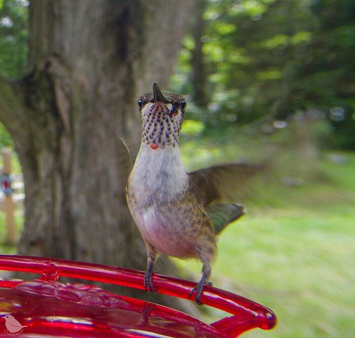 Woman Puts Camera On Bird Feeder In Her Yard, Here Is What It Has Caught (50 New Pics)