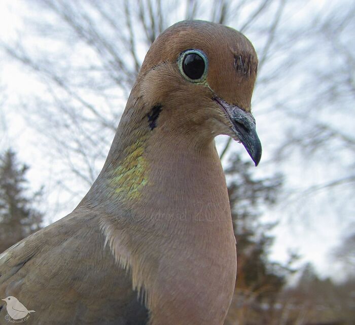 Woman Puts Camera On Bird Feeder In Her Yard, Here Is What It Has Caught (50 New Pics)