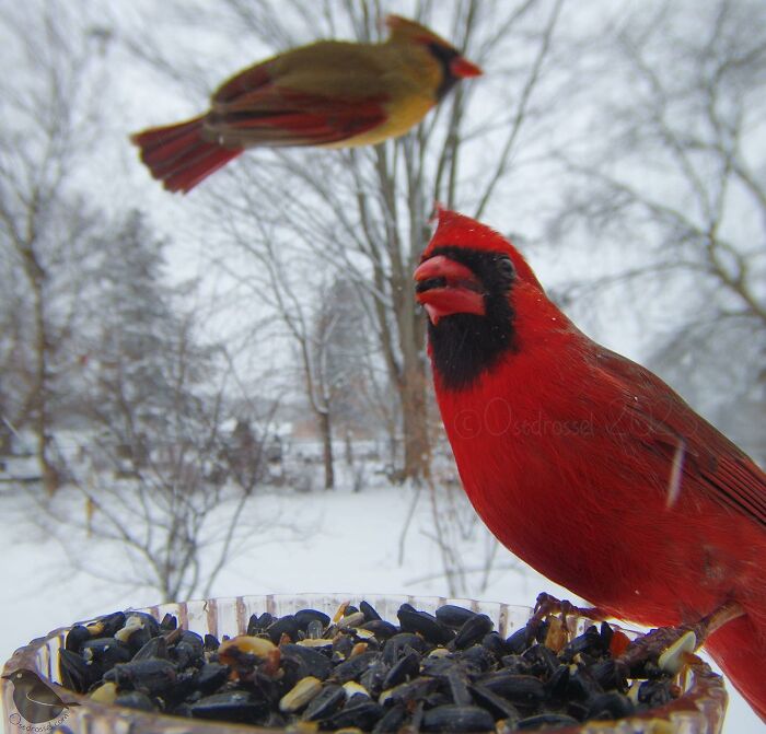 Woman Puts Camera On Bird Feeder In Her Yard, Here Is What It Has Caught (50 New Pics)