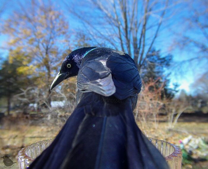 Woman Puts Camera On Bird Feeder In Her Yard, Here Is What It Has Caught (50 New Pics)