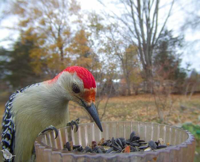 Woman Puts Camera On Bird Feeder In Her Yard, Here Is What It Has Caught (50 New Pics)