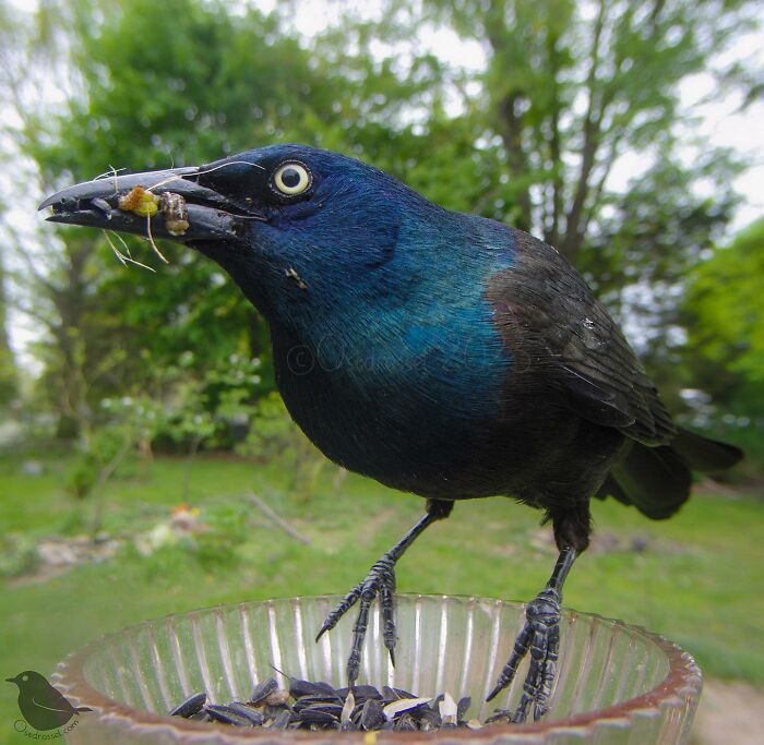 Woman Puts Camera On Bird Feeder In Her Yard, Here Is What It Has Caught (50 New Pics)