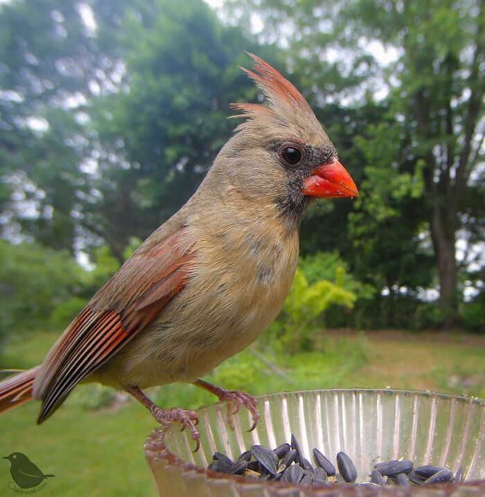 Woman Puts Camera On Bird Feeder In Her Yard, Here Is What It Has Caught (50 New Pics)