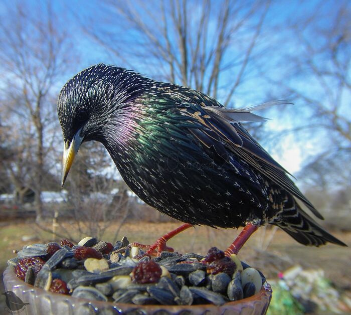 Woman Puts Camera On Bird Feeder In Her Yard, Here Is What It Has Caught (50 New Pics)