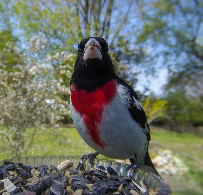 Woman Puts Camera On Bird Feeder In Her Yard, Here Is What It Has Caught (50 New Pics)