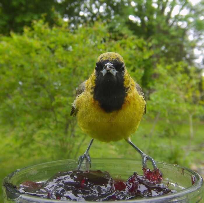 Woman Puts Camera On Bird Feeder In Her Yard, Here Is What It Has Caught (50 New Pics)