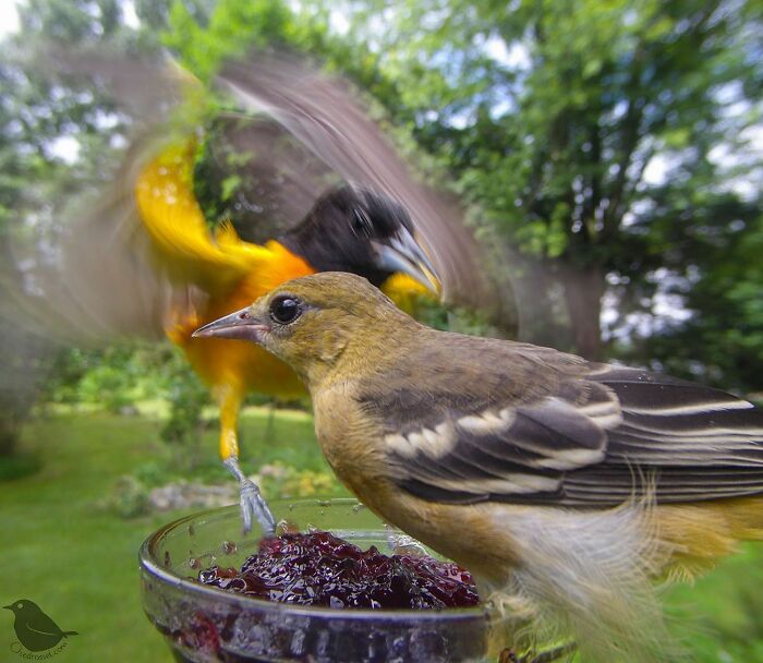 Woman Puts Camera On Bird Feeder In Her Yard, Here Is What It Has Caught (50 New Pics)