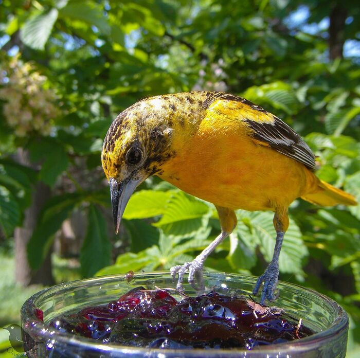 Woman Puts Camera On Bird Feeder In Her Yard, Here Is What It Has Caught (50 New Pics)