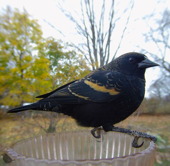 Woman Puts Camera On Bird Feeder In Her Yard, Here Is What It Has Caught (50 New Pics)