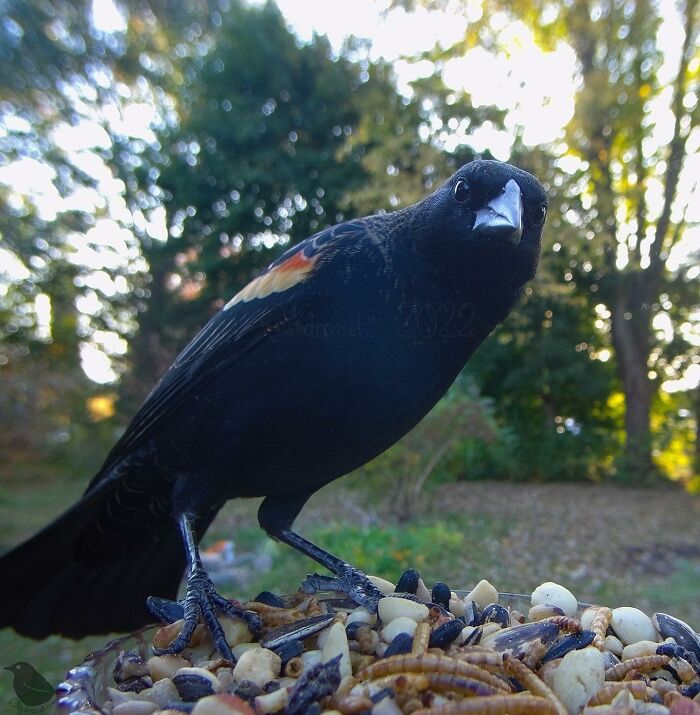 Woman Puts Camera On Bird Feeder In Her Yard, Here Is What It Has Caught (50 New Pics)