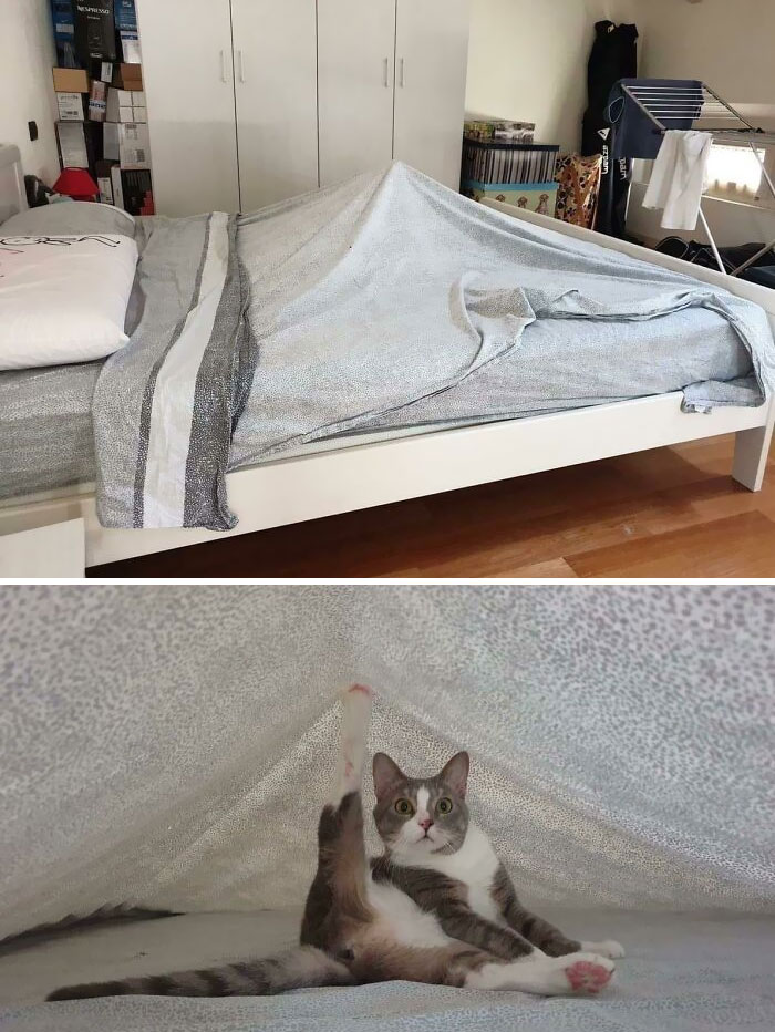 This Twitter Page Is Home To ‘Unexplainable’ Cat Behaviors, And Here Are 50 Of The Most Unhinged This Twitter Page Is Home To ‘Unexplainable’ Cat Behaviors, And Here Are 50 Of The Most Unhinged