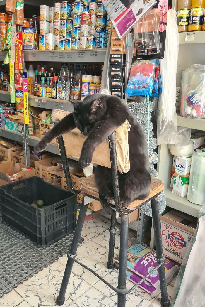 This Twitter Page Is Home To ‘Unexplainable’ Cat Behaviors, And Here Are 50 Of The Most Unhinged This Twitter Page Is Home To ‘Unexplainable’ Cat Behaviors, And Here Are 50 Of The Most Unhinged