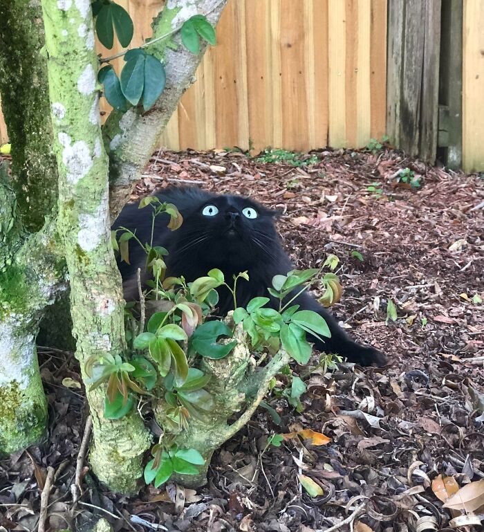 This Twitter Page Is Home To ‘Unexplainable’ Cat Behaviors, And Here Are 50 Of The Most Unhinged This Twitter Page Is Home To ‘Unexplainable’ Cat Behaviors, And Here Are 50 Of The Most Unhinged