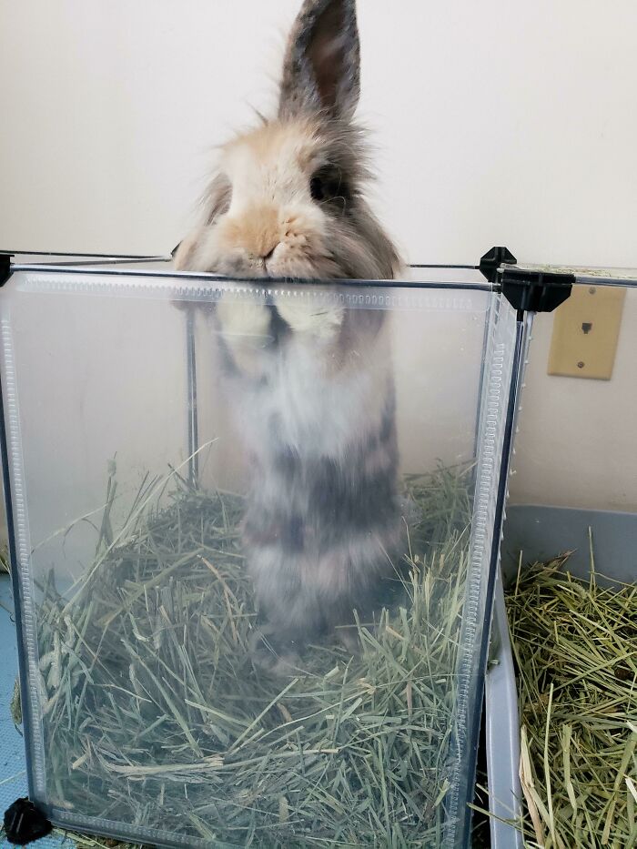 50 Poor Animals Who Ran Out Of Luck And Got Stuck In The Crime (New Pics)