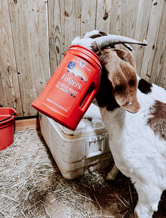 50 Poor Animals Who Ran Out Of Luck And Got Stuck In The Crime (New Pics)