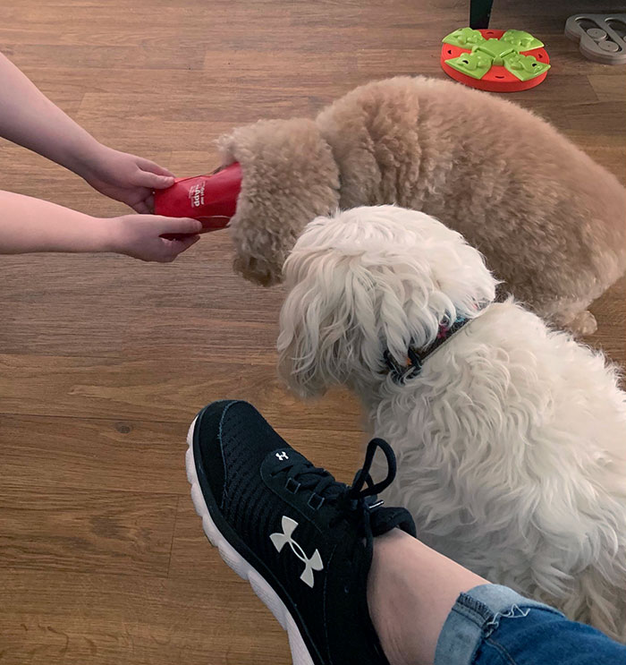 50 Poor Animals Who Ran Out Of Luck And Got Stuck In The Crime (New Pics)