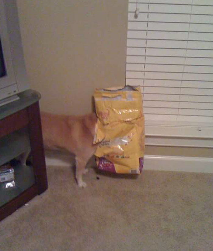 50 Poor Animals Who Ran Out Of Luck And Got Stuck In The Crime (New Pics)