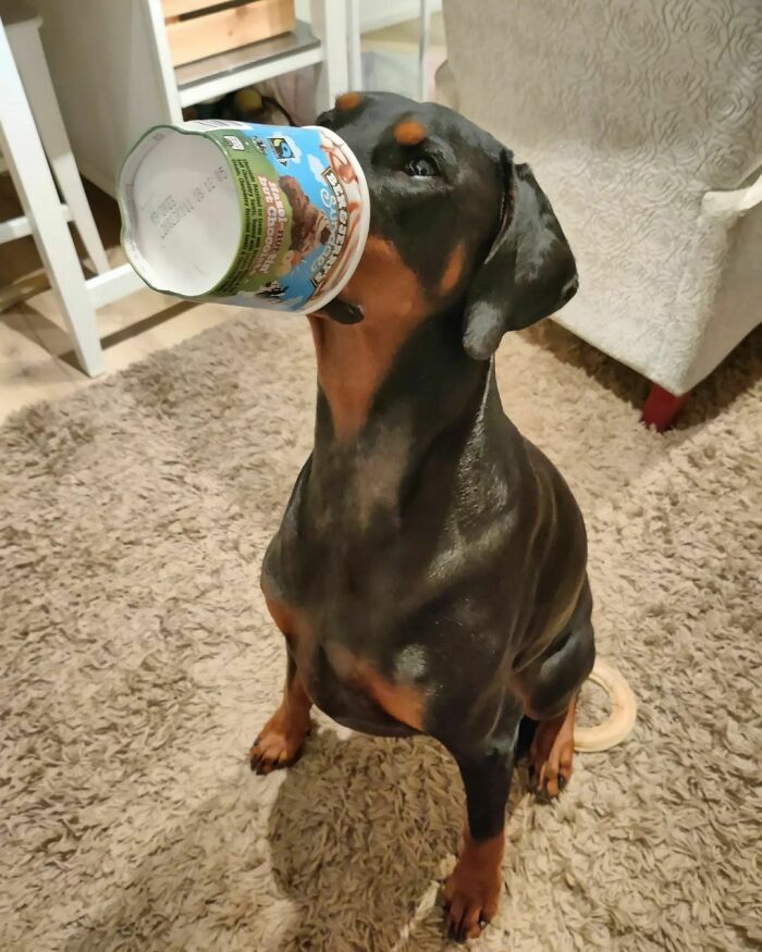 50 Poor Animals Who Ran Out Of Luck And Got Stuck In The Crime (New Pics)