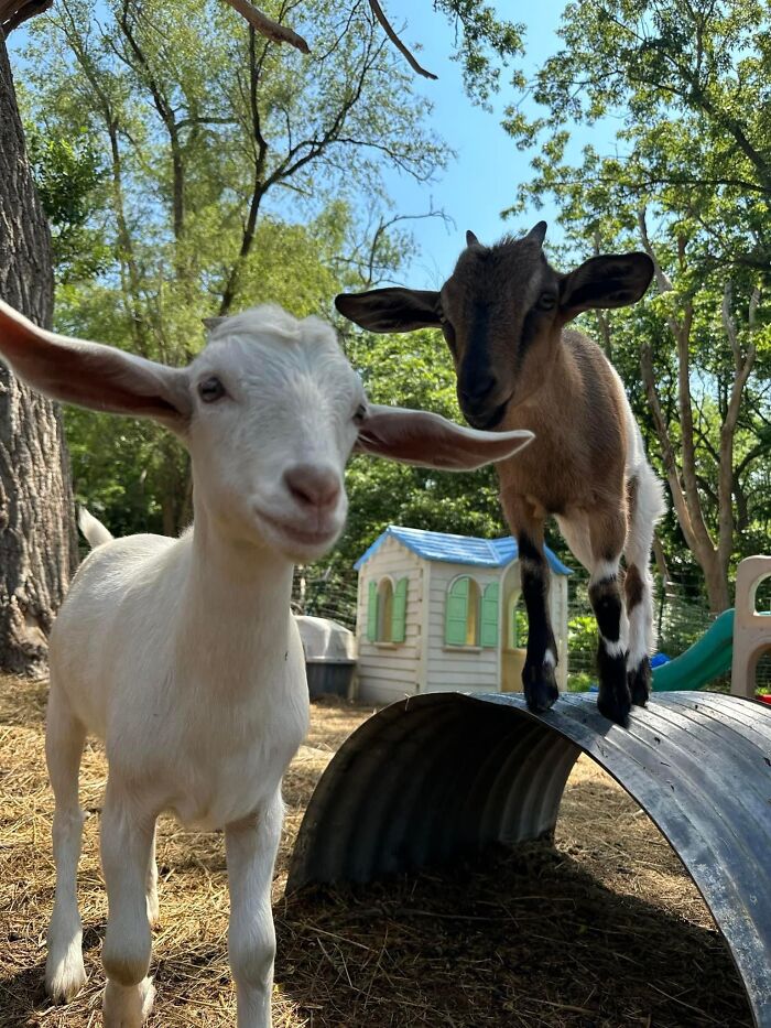 Rescue Goats And Sheep Living Their Best Life (37 Pics) Rescue Goats And Sheep Living Their Best Life (37 Pics)