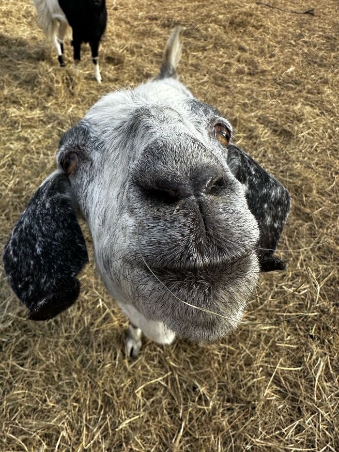 Rescue Goats And Sheep Living Their Best Life (37 Pics) Rescue Goats And Sheep Living Their Best Life (37 Pics)