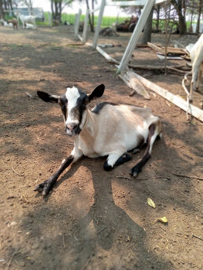 Rescue Goats And Sheep Living Their Best Life (37 Pics) Rescue Goats And Sheep Living Their Best Life (37 Pics)