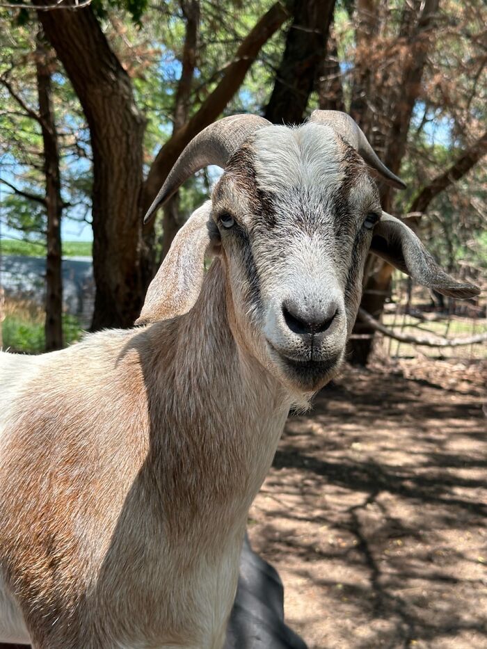 Rescue Goats And Sheep Living Their Best Life (37 Pics) Rescue Goats And Sheep Living Their Best Life (37 Pics)