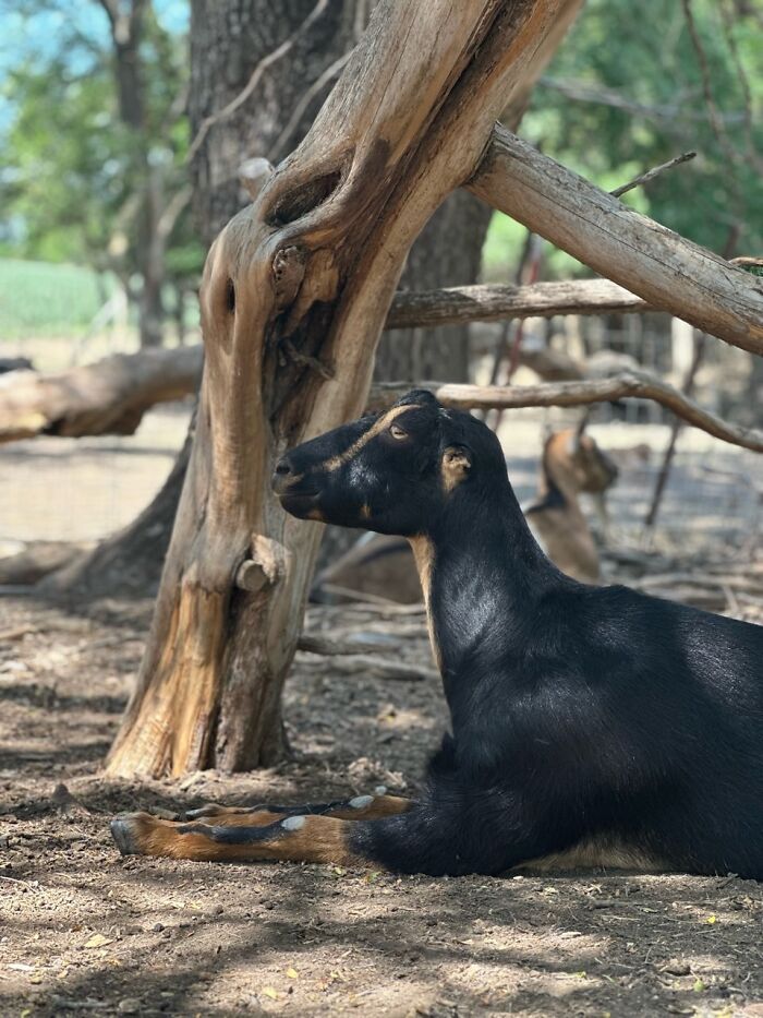 Rescue Goats And Sheep Living Their Best Life (37 Pics) Rescue Goats And Sheep Living Their Best Life (37 Pics)