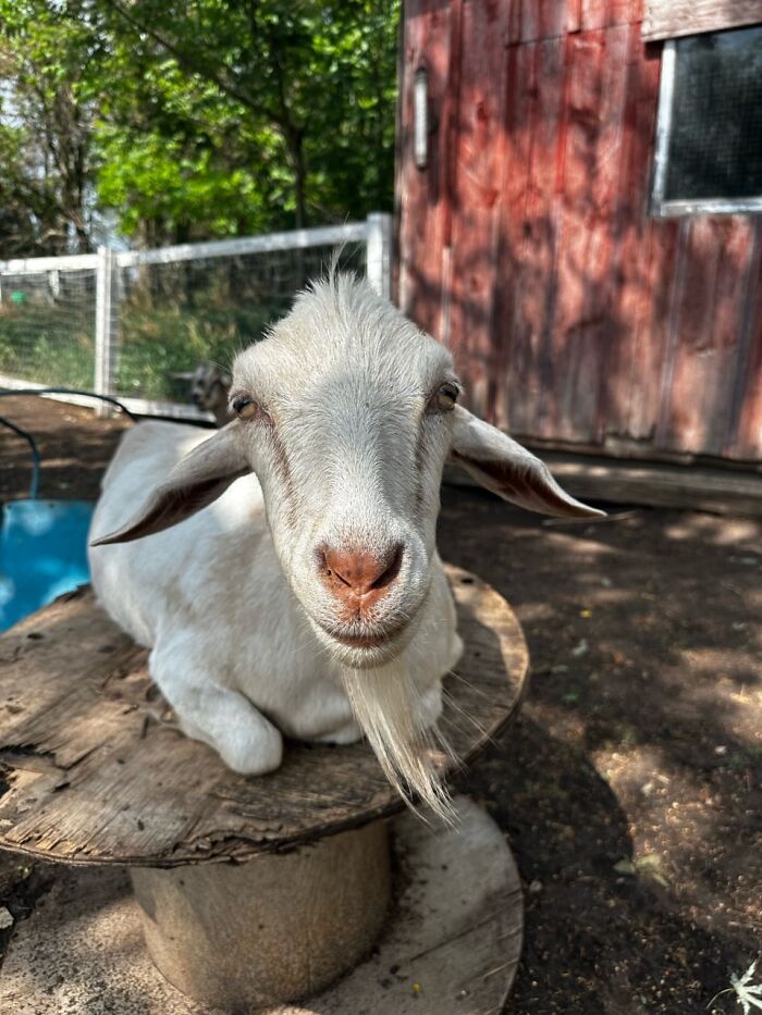 Rescue Goats And Sheep Living Their Best Life (37 Pics) Rescue Goats And Sheep Living Their Best Life (37 Pics)