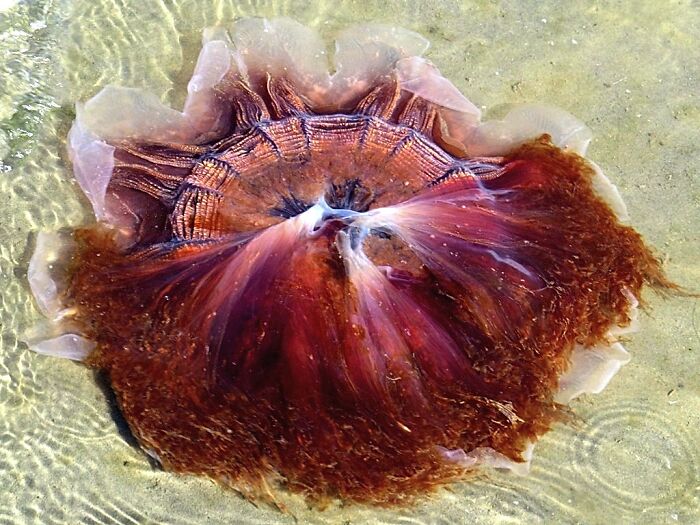 Hey Pandas, Post Your Coolest Picture Of A Creature You Saw At The Beach (Closed) Hey Pandas, Post Your Coolest Picture Of A Creature You Saw At The Beach (Closed)