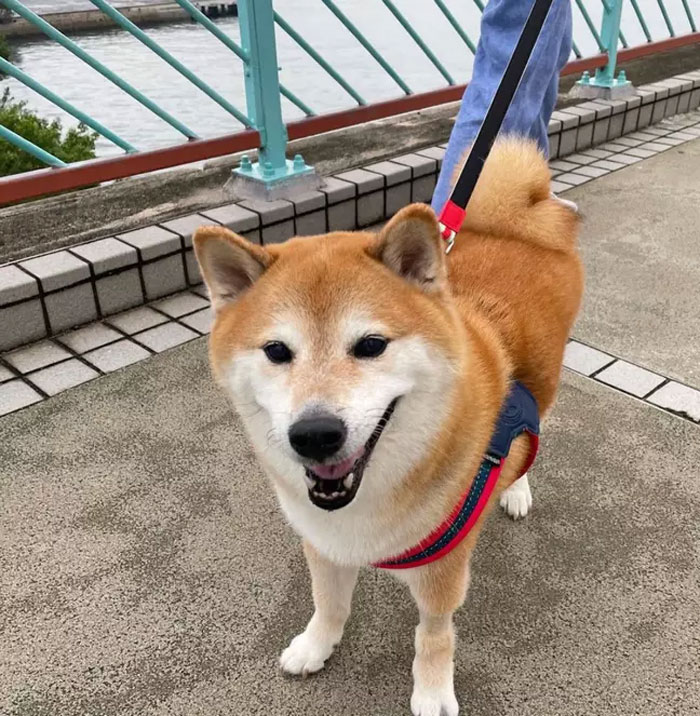 The Internet Is Devastated After ‘Doge’ Meme Star, Cheems, Passes Away After Undergoing Surgery The Internet Is Devastated After ‘Doge’ Meme Star, Cheems, Passes Away After Undergoing Surgery