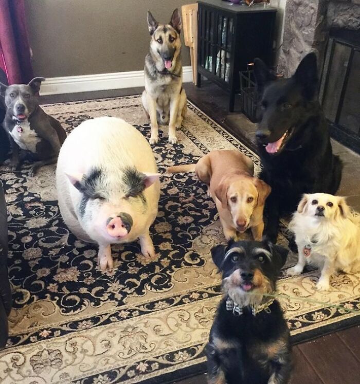 This Pig Grew Up With 5 Dog Siblings And Now Thinks He’s Just One Of Them This Pig Grew Up With 5 Dog Siblings And Now Thinks He’s Just One Of Them