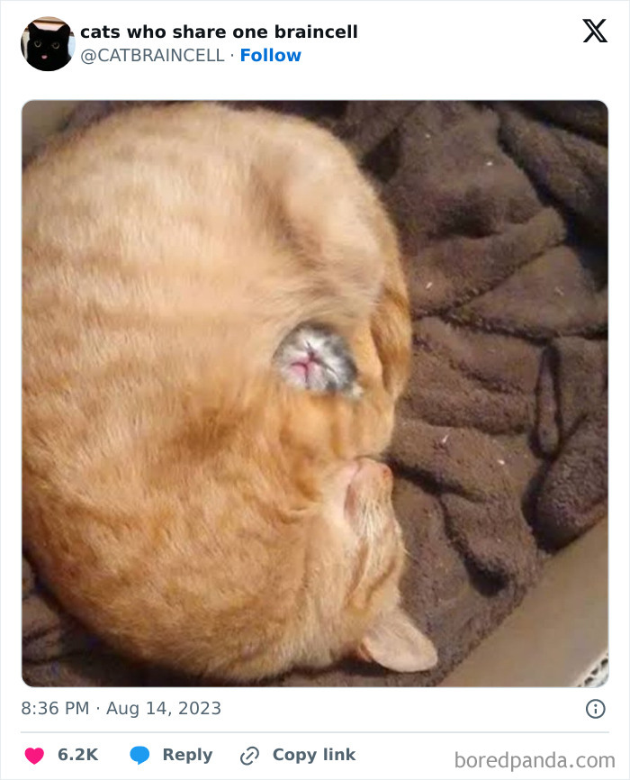 “Cats Who Share One Braincell”: 50 Cats That Don’t Seem Very Smart (New Pics) “Cats Who Share One Braincell”: 50 Cats That Don’t Seem Very Smart (New Pics)