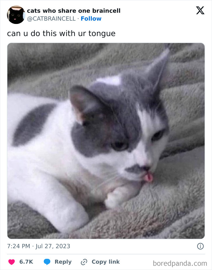 “Cats Who Share One Braincell”: 50 Cats That Don’t Seem Very Smart (New Pics) “Cats Who Share One Braincell”: 50 Cats That Don’t Seem Very Smart (New Pics)