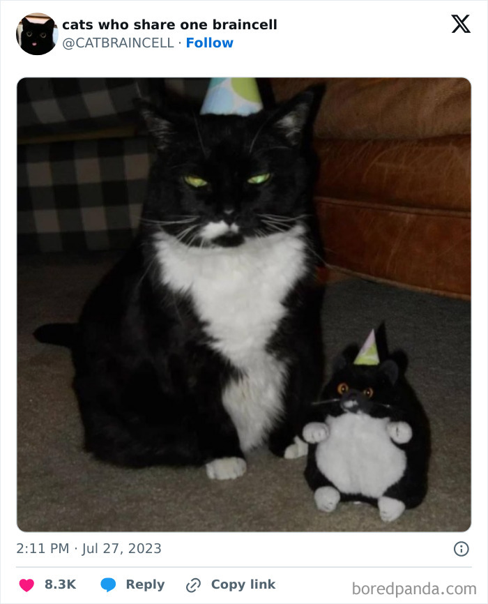 “Cats Who Share One Braincell”: 50 Cats That Don’t Seem Very Smart (New Pics) “Cats Who Share One Braincell”: 50 Cats That Don’t Seem Very Smart (New Pics)